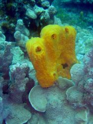 Yellow sponge Image