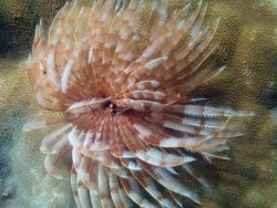 Feather duster worm (Sabellastarte sp.), a sabellid worm. Image