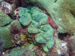 Giant clam (Tridacna sp.) Image