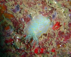 Nudibranch (Halgerda guahan) Image