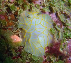 Nudibranchs (Halgerda guahan) Image
