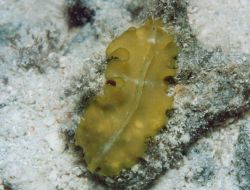 Flatworm (Pseudobiceros sp.) Image