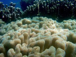 Coral (Stichodactyla sp). Image