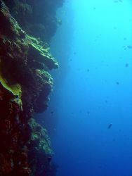 Vertical reef wall. Image