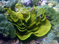 Cabbage coral. Image