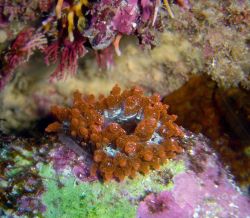 Sea anemone (Telmatactis sp.) Photo