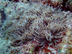 Beautiful pink-tipped sea anemone tentacles Photo