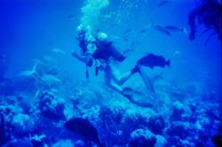 Diver over the reef Image