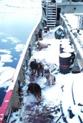 Dogs on deck at British Base F Image