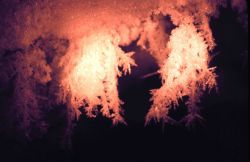 Dendritic ice crystals illuminated by spotlight. Image