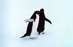 Adelie penguins Image