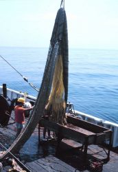 Dumping the catch into the sorting bin Image