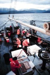 Sablefish longline operations - lines 3/4 miles long with hooks every 15 to 20 feet. Photo