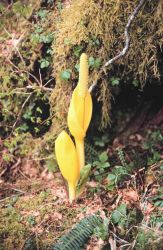 Flowering plant in the Alaskan forest at Little Port Walter Image