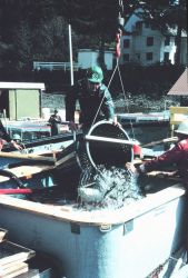 Loading the salmon smolts aboard the JOHN N Image