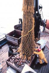 Depositing contents of cod end of net in checker for sampling operations. Image