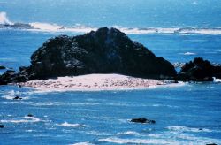 Sea lions basking on the beach at Strawberry Hill. Photo