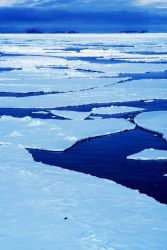 First year sea ice in the Ross Sea Image