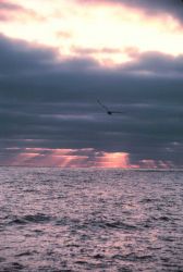 Sunset, seagull and crepuscular rays over the ocean. Photo