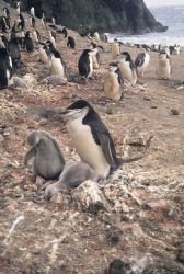 Chin strap penguin and chicks. Image