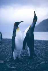 King Penguin singing. Photo