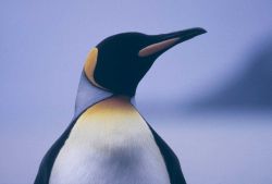 King Penguin (closeup). Photo