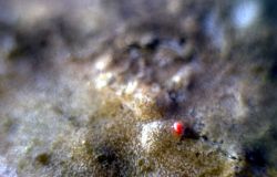 Red mite Image