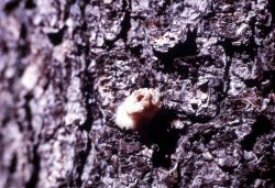 Close up of a Bark Beetle pitch tube Image