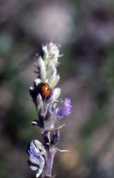 Ladybug on lupine Image
