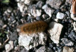 Caterpillar crawling on gravel Image