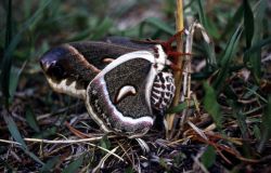 Cecropia moth (Hyalophora cecropia) Image