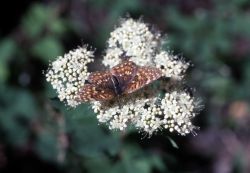 Field Crescentspot butterfly Image