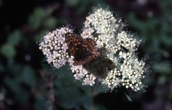 Field Crescentspot butterfly Image