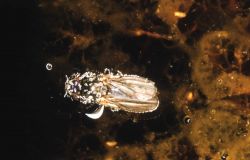 Close up view of a Brine fly Image