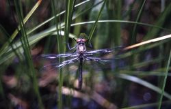 Emerald dragonfly (Somatochlora sp.) Image