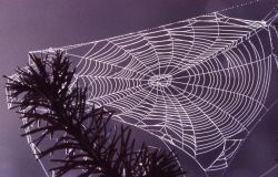 Spider web Image