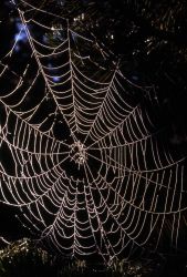 Frosty spider web Image