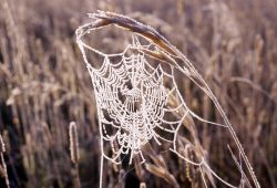 Frosted spider web Image