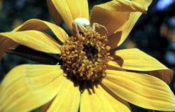 Crab spider on sunflower Image