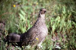 Male Blue Grouse Image