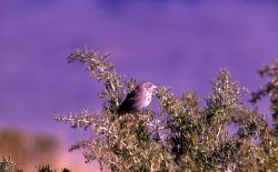 Vesper Sparrow Image