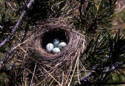 Chipping Sparrow nest with four eggs Image