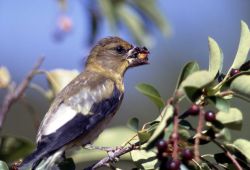 Female Evening Grosbeak Image