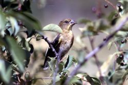 Female Evening Grosbeak Image