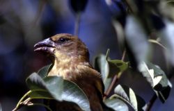 Female Evening Grosbeak Image