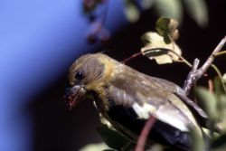 Female Evening Grosbeak Image