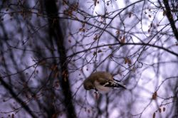 Female American Goldfinch Image