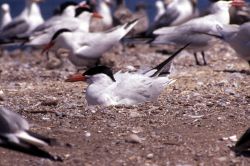 Caspian Tern on nest Image