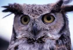 Captive Great Horned Owl - used in Yellowstone Association class Image