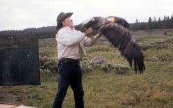 Eagle release Image